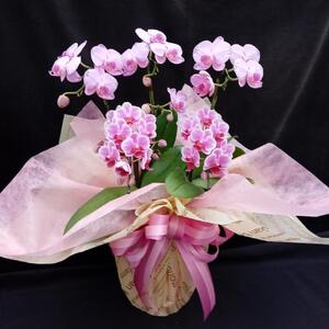 コチョウラン　ピンク （スモールサイズ）