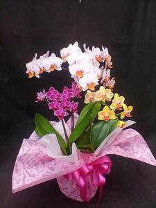 ミニコチョウラン 寄植え