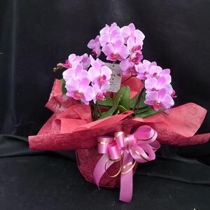 ミニコチョウラン 寄植え