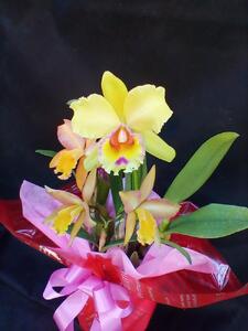 カトレア 寄植え