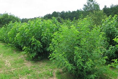 南農園産 果物を使った 手作りジャム3種 無農薬健康桑茶3パック 詰め合わせ