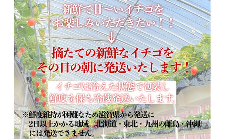 先行予約『近江富士いちご』選りすぐり!華の嬉しいイチゴ&ジャムセット【イチゴ9~15粒1トレイ ジャム2瓶】