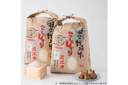 【T-529】よこいファーム 特別栽培米コシヒカリ【頒布会6カ月】