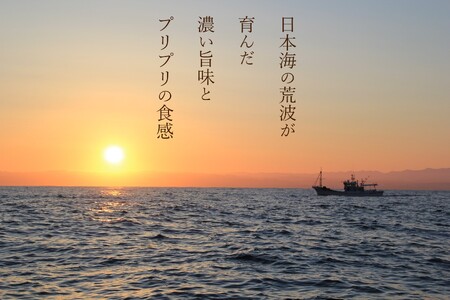 【急速冷凍】北海道苫前産シマエビ　500g×2《数量限定》（えび・海老・シマ・甘・イバラ・正月・海鮮・魚介類・北海道・刺身・生・ボイル・小分け・３D冷凍）