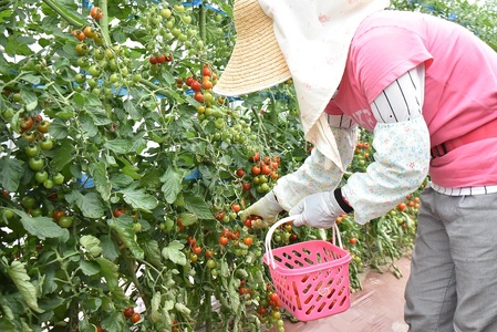 【食品添加物不使用】ミニトマトそのまんまのジュース　1000ml