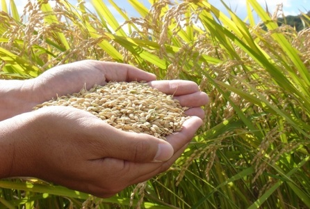 【令和5年産】【特別栽培米】北海道とままえ産ゆめぴりか　1kg×5
