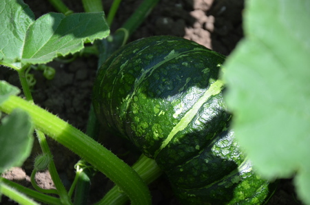 上田ファームのかぼちゃプリン　100g×6個