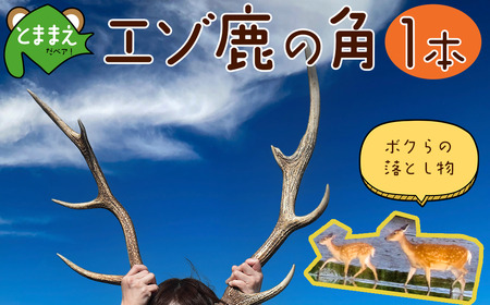 エゾ鹿の角　1本（北海道・しか・シカ・工作・手作り・DIY・自由研究・自然・キャンプ・アクセサリー）