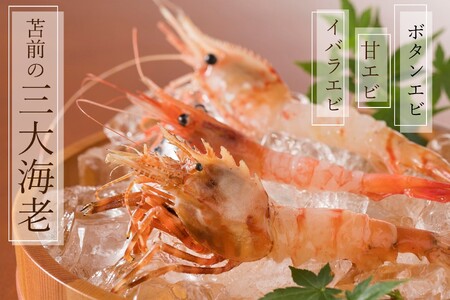 【急速冷凍】北海道苫前産ボタンエビ 500g×2《数量限定》(えび・海老・シマ・甘・イバラ・正月・海鮮・魚介類・北海道・刺身・生・ボイル・小分け・3D冷凍)