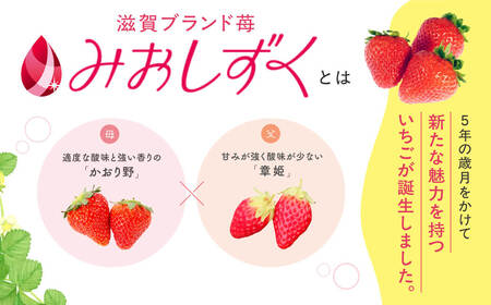 いちご (みおしずく) 1箱(2パック入り) 株式会社東近江あぐりステーション 滋賀県 東近江市 O-F03 いちご イチゴ みおしずく 2パック フルーツ 産地直送 ギフト