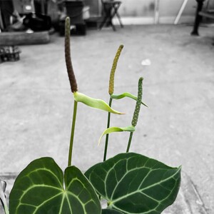 アンスリウム(アンスリューム) クラリネルビウム 5号 湖東フラワー 滋賀県 東近江市 A-G19 アンスリウム アンスリューム 観葉植物 鉢植え 花 プレゼント ギフト お祝い お供え インテリア リビング 玄関 飾り おしゃれ 珍しい 希少 原種 エキゾチック 葉脈 模様