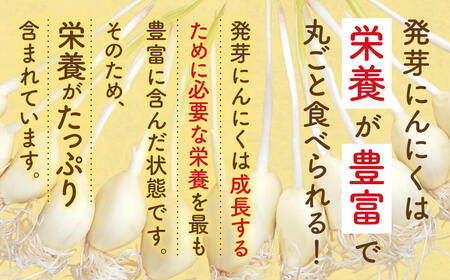 発芽にんにく6本入り1袋+発芽にんにく味噌 甘口・ピリ辛 140g1瓶ずつ 株式会社藤田電気工業(藤田農園) 滋賀県 東近江市 O-F08 発芽にんにく ひとしずく スプラウト にんにく 味噌 健康 美容 野菜 素揚げ 天ぷら ご飯のおとも ギフト プレゼント