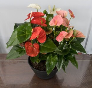 愛んすりうむ（アンスリウム）XL-浅（3株寄植え／浅鉢） 湖東フラワー 滋賀県 東近江市 D09 アンスリウム アンスリューム 観葉植物 鉢植え 花 プレゼント ギフト お祝い お供え インテリア フラワー グリーン リビング 玄関 飾り おしゃれ 手入れ簡単 長持ち 室内 贈答 滋賀県産 ボリューム 3株 浅鉢