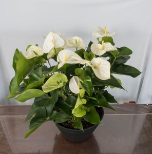 愛んすりうむ（アンスリウム）XL-浅（3株寄植え／浅鉢） 湖東フラワー 滋賀県 東近江市 D09 アンスリウム アンスリューム 観葉植物 鉢植え 花 プレゼント ギフト お祝い お供え インテリア フラワー グリーン リビング 玄関 飾り おしゃれ 手入れ簡単 長持ち 室内 贈答 滋賀県産 ボリューム 3株 浅鉢