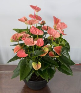 愛んすりうむ（アンスリウム）XL-浅（3株寄植え／浅鉢） 湖東フラワー 滋賀県 東近江市 D09 アンスリウム アンスリューム 観葉植物 鉢植え 花 プレゼント ギフト お祝い お供え インテリア フラワー グリーン リビング 玄関 飾り おしゃれ 手入れ簡単 長持ち 室内 贈答 滋賀県産 ボリューム 3株 浅鉢