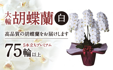 大輪胡蝶蘭 白 5本立ち　プレミアム　AH-E02　綾羽株式会社 東近江