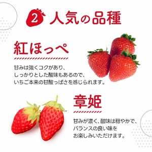 いちご 苺 あいとうイチゴ 24粒?36粒 章姫 紅ほっぺ よつぼし かおり野 A-D24　あいとうマーガレットステーション 東近江