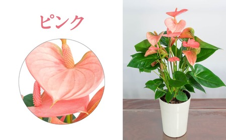 愛んすりうむ アンスリウム Ｓ A-D12 花 お花 華 インテリア プレゼント 贈り物 観葉植物 観葉植物グリーン 観葉植物緑 観葉植物インテリア 観葉植物雑貨 観葉植物暮らし 観葉植物植物 アンスリウム 観葉植物初心者 観葉植物育てやすい 観葉植物室内 観葉植物屋内 観葉植物ギフト 観葉植物プレゼント 観葉植物贈り物 観葉植物お祝い 湖東フラワー 東近江 花 ひがしおうみ