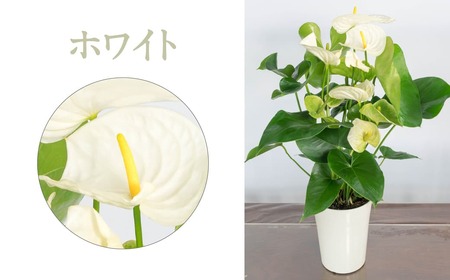 愛んすりうむ アンスリウム Ｓ A-D12 花 お花 華 インテリア プレゼント 贈り物 観葉植物 観葉植物グリーン 観葉植物緑 観葉植物インテリア 観葉植物雑貨 観葉植物暮らし 観葉植物植物 アンスリウム 観葉植物初心者 観葉植物育てやすい 観葉植物室内 観葉植物屋内 観葉植物ギフト 観葉植物プレゼント 観葉植物贈り物 観葉植物お祝い 湖東フラワー 東近江 花 ひがしおうみ