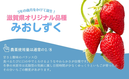 【本州限定】滋賀県オリジナルいちご「みおしずく」 果物 フルーツ デザート おやつ 甘い 酸味 とろける やわらかい