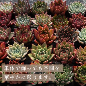 【多肉植物】彩とりどりのエケベリア6種セット
