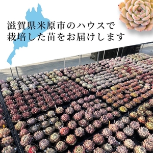 【多肉植物】彩とりどりのエケベリア6種セット