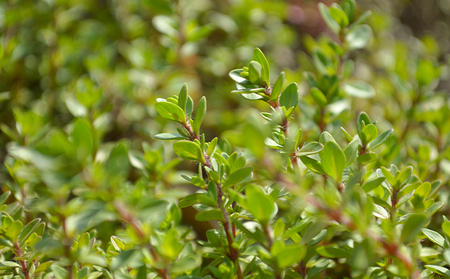 石鹸 かくとだに ハーブ石鹸 美容 せっけん 石けん ボディソープ 洗顔 固形 ハンドソープ