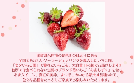 【たっぷり最大4品種ミックス】お徳用いちご(1kg超入り)※本州限定 果物類 フルーツ 果物 