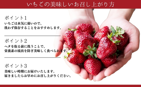 【たっぷり最大4品種ミックス】お徳用いちご(1kg超入り)※本州限定 果物類 フルーツ 果物 