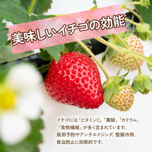 いちご 章姫 270g × 2パック 計 540g 苺 章姫
