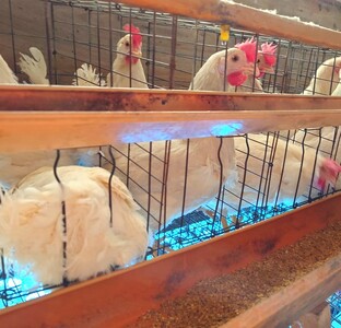 定期便 卵 30個 ( たまご 25個 + 割れ補償 5個 ) 12回 12ヶ月 定期便 国産 鶏 さくら 簡易包装 コクのある 濃い 風味 とれたて 生たまご 滋賀 地産地消 の 飼料米 玉子 産みたて 国産 新鮮 卵かけご飯 大容量 生 卵 鶏 天然 すき焼き 目玉 焼き 滋賀県 竜王町 玉子 鶏卵 生卵 産地直送                                                            