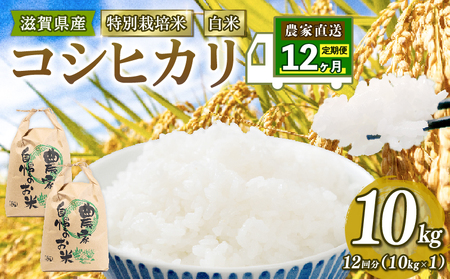 令和5年 米 10kg 定期 こしひかり 定期便 12ヶ月 白米 特別栽培米