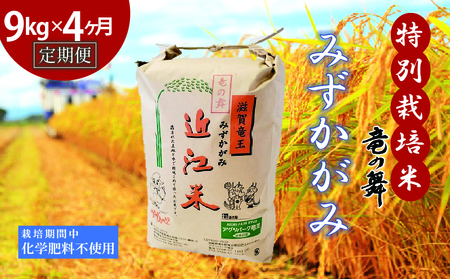 【定期便4回コース】 米 みずかがみ 白米 9kg×4回 2025年産 竜の舞 化学肥料不使用 特別栽培米 玄米 時容量 10kg × 4ヶ月 国産 安心 安全 近江米 米 お米 白米 お弁当 玄米 産地直送 滋賀県 竜王町 送料無料