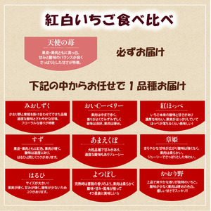 竜王町産 いちご 紅白食べ比べセット 2パック 天使の苺 白いちご