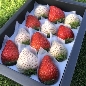 竜王町産 いちご 紅白食べ比べセット 2パック 天使の苺 白いちご