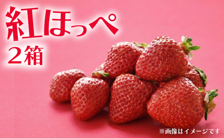 いちご 紅ほっぺ 2箱 計700g | イチゴ べにほっぺ 苺