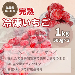採れたて瞬間冷凍！ 滋賀県愛荘町産　冷凍いちご 1kg（500g×2）品種ミックス　 冷凍 いちご 紅ほっぺ よつぼし みおしずく あまえくぼ