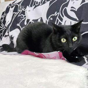 【三陽商事】地域猫活動 綿三幅両面ふろしき(キャットパズル/ブラック×コスモス色)