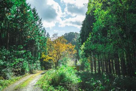 【夢びと】京都祭コインcomo 10.000円分