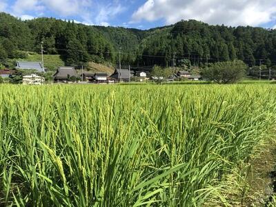 【京都ファーム】令和6年産 京都ファームのもち米 新羽二重糯5kg