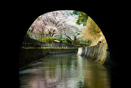 【びわ湖疏水船:びわ湖大津港便】春シーズン先行予約権(1名様分の先行予約の権利と乗船引換券)