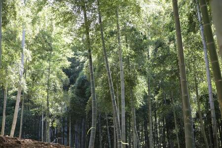 予約受付【筍農家】京都産 朝堀り 湯がき たけのこ優秀品1KG(3-5本)皮なし [ 京都 筍専門店 たけのこ 朝掘り直送 新鮮 人気 おすすめ おいしい タケノコ 季節限定 お取り寄せ 通販 送料無料 ふるさと納税 ]