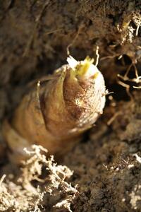 予約受付【筍農家】京都産 朝堀り たけのこ 優秀品 2KG（2-5本） [ 京都 筍専門店 たけのこ 朝掘り直送 新鮮 人気 おすすめ おいしい タケノコ 季節限定 お取り寄せ 通販 送料無料 ふるさと納税 ]