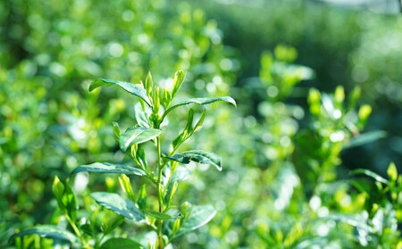 【つりい京都】茶壷ショコラ