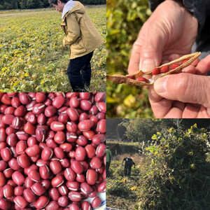 【緑のゆうき】売上の1%を子どもたちの応援に 京都産大納言あずき茶 2袋