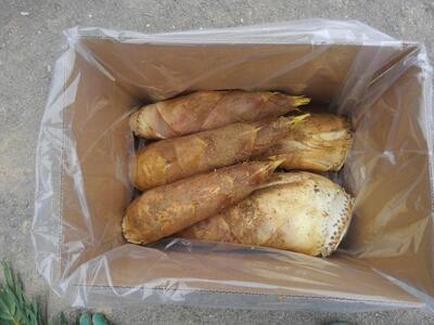 【筍 専門店】※2026年4月中旬~発送※ 京の伝統野菜京たけのこ(塚原たけのこ)