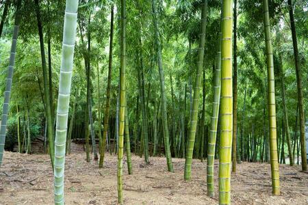 【筍 専門店】※2026年4月中旬~発送※ 京の伝統野菜京たけのこ(塚原たけのこ)