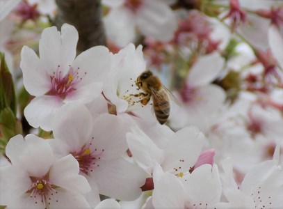 【京都・ヒグチ養蜂園】京都市産天然百花はちみつ