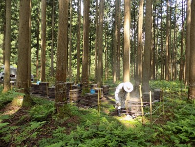 【京都・ヒグチ養蜂園】京都市産天然はちみつ3本セット