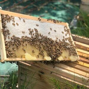 【HONEY.K】《土からつくる京都生蜂蜜》京百花 250g